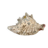 Conch shell