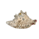Conch shell