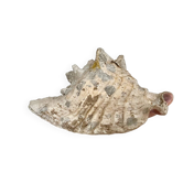 Conch shell
