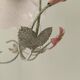 Lustre fer forgé et tulipe verre rose dépoli