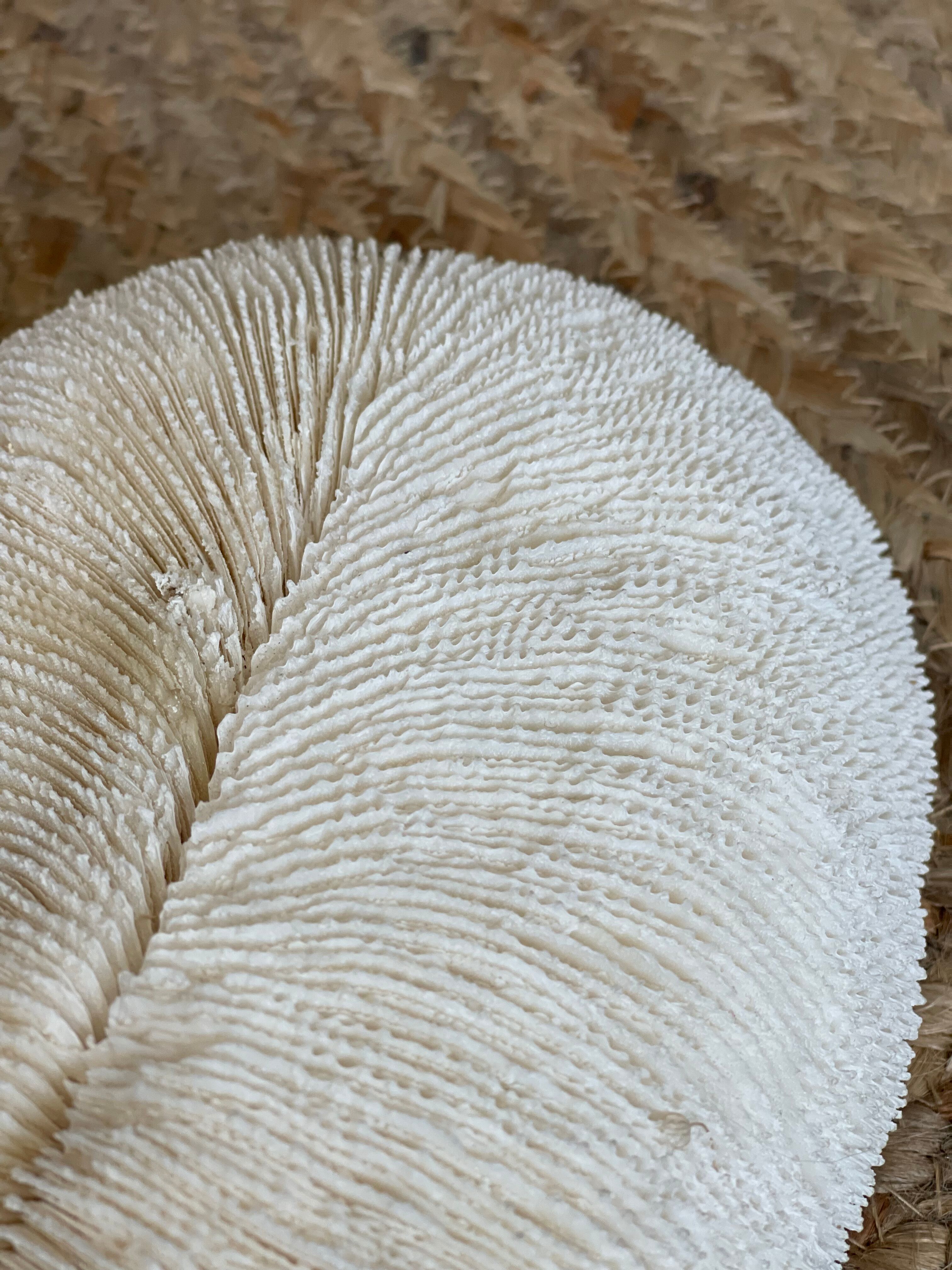 Ancient coral fungia