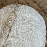 Ancient coral fungia