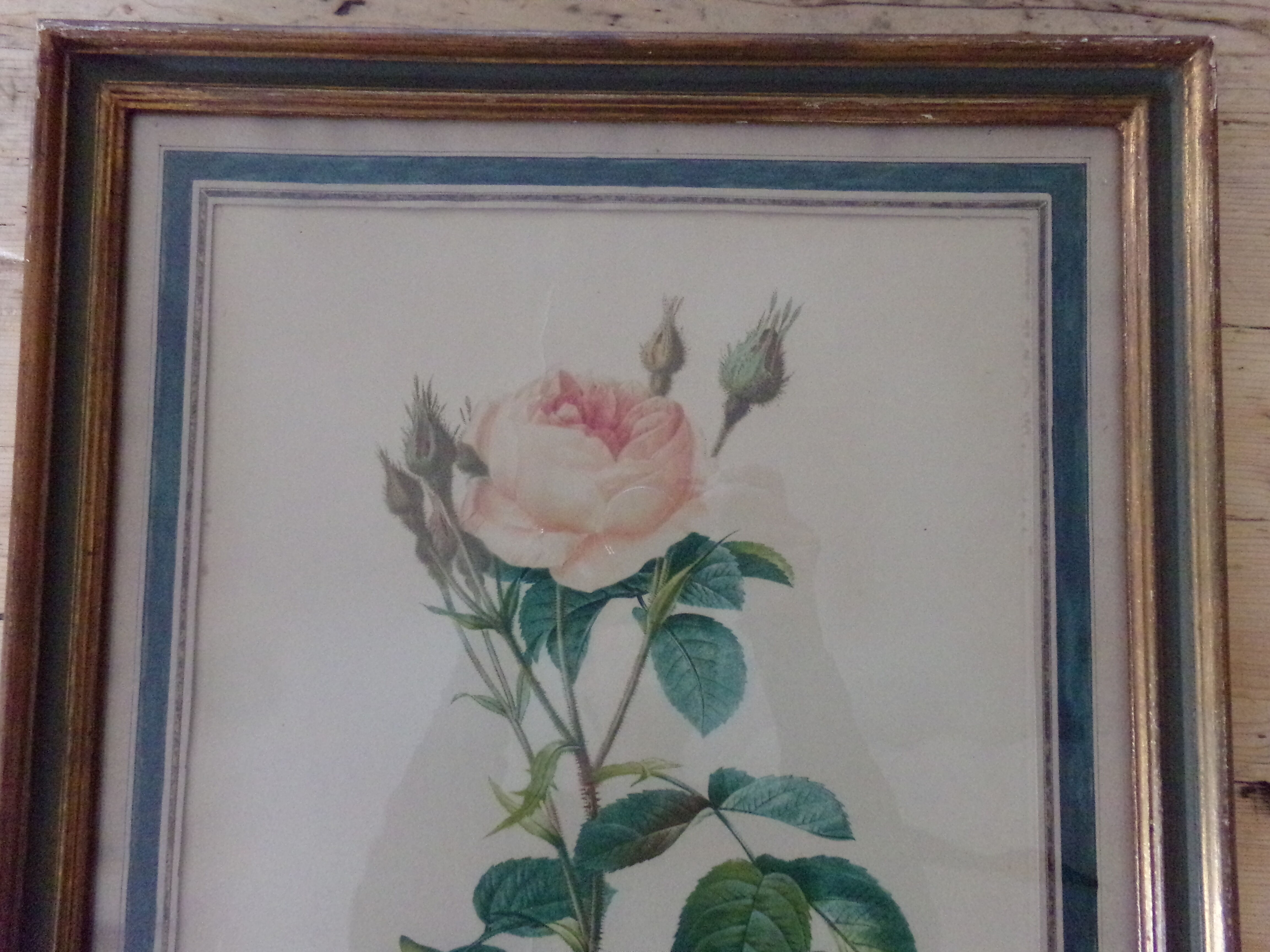 Framed antique lithograph by Pierre-Joseph Redouté