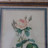 Framed antique lithograph by Pierre-Joseph Redouté
