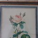 Framed antique lithograph by Pierre-Joseph Redouté