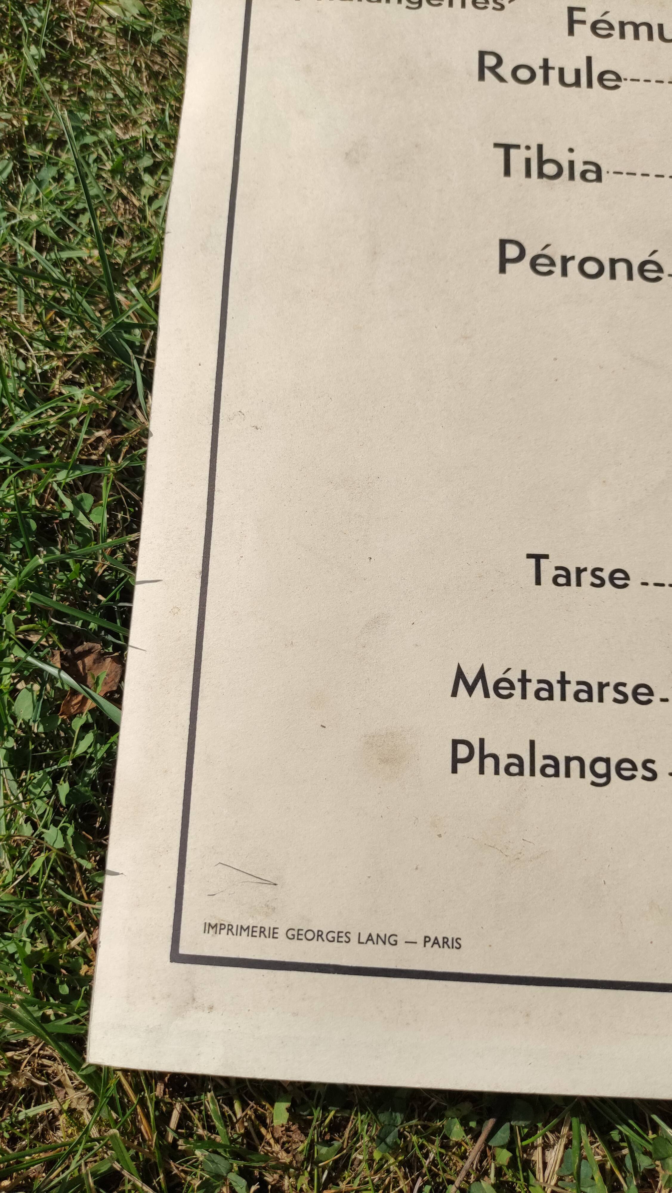 Educational poster on the skeleton and joints