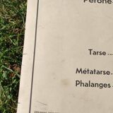 Educational poster on the skeleton and joints