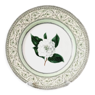 Vintage plate from the royal horticultural society applebee collection of england