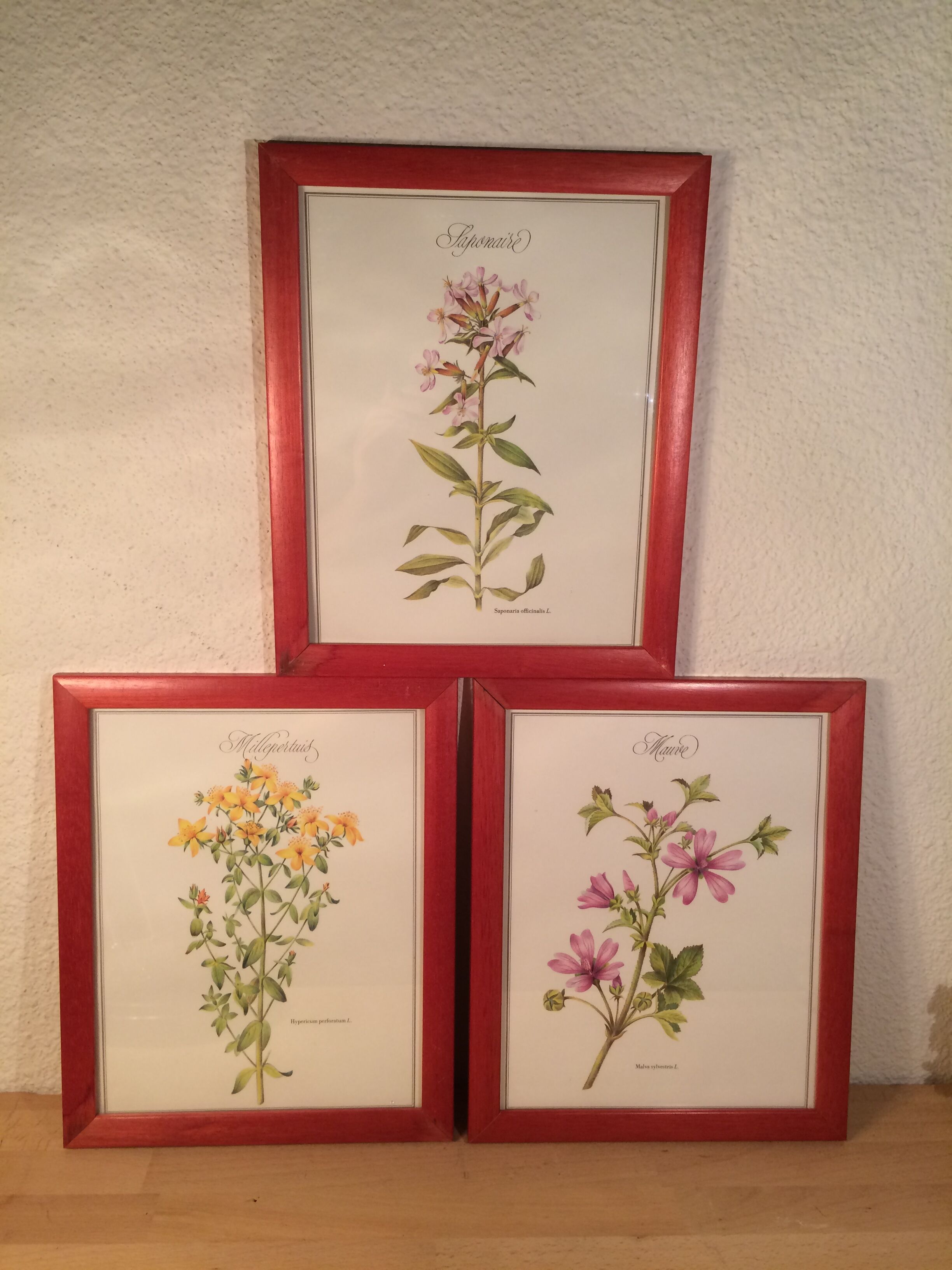 3 framed botanical posters, St. John's wort, purple, saponnary