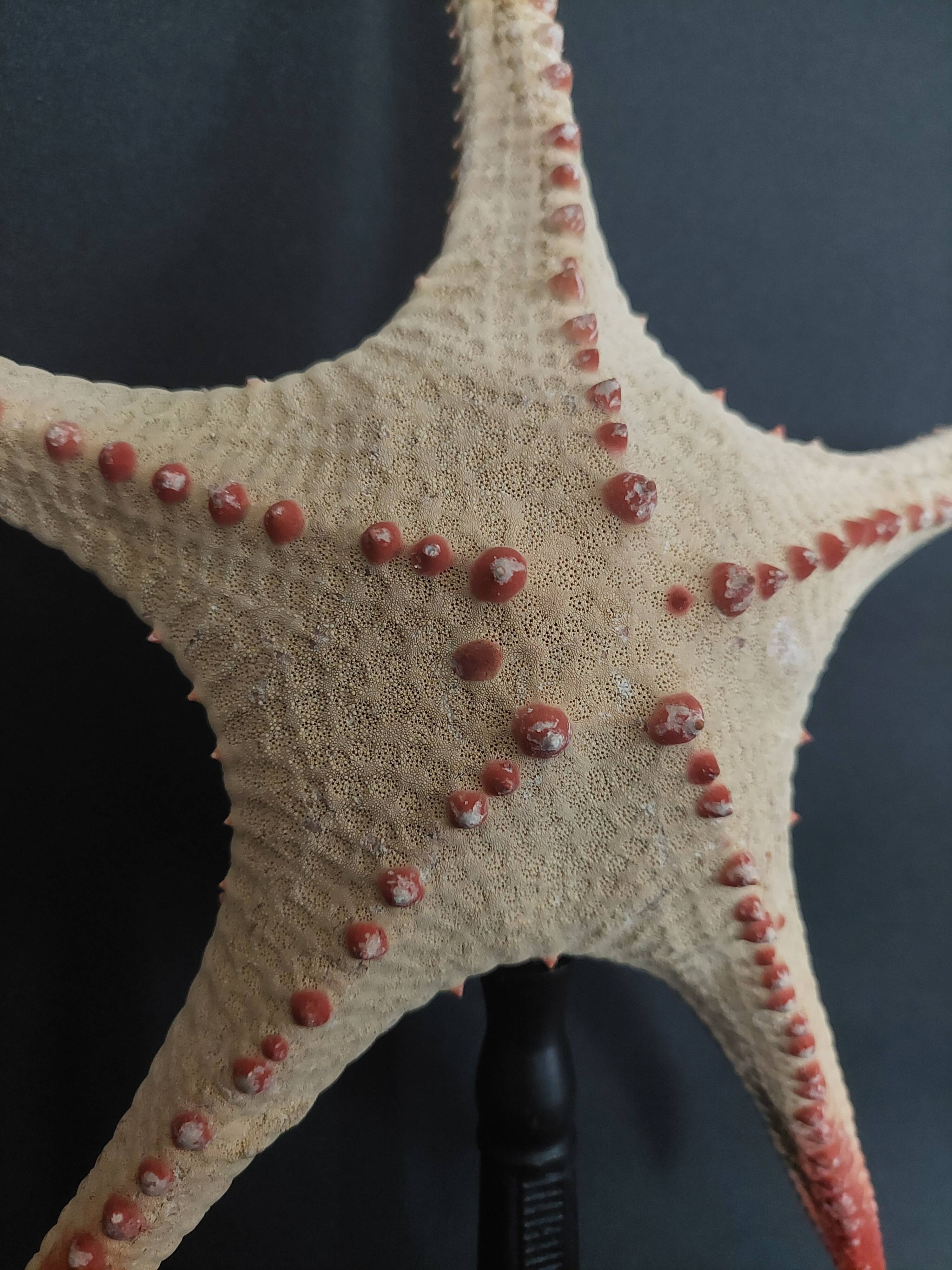 Cabinet of Curiosities starfish poraster superbus on base