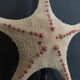 Cabinet of Curiosities starfish poraster superbus on base