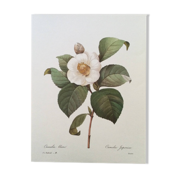 Botanical illustration White Camellia flower - vintage print from the 1960s