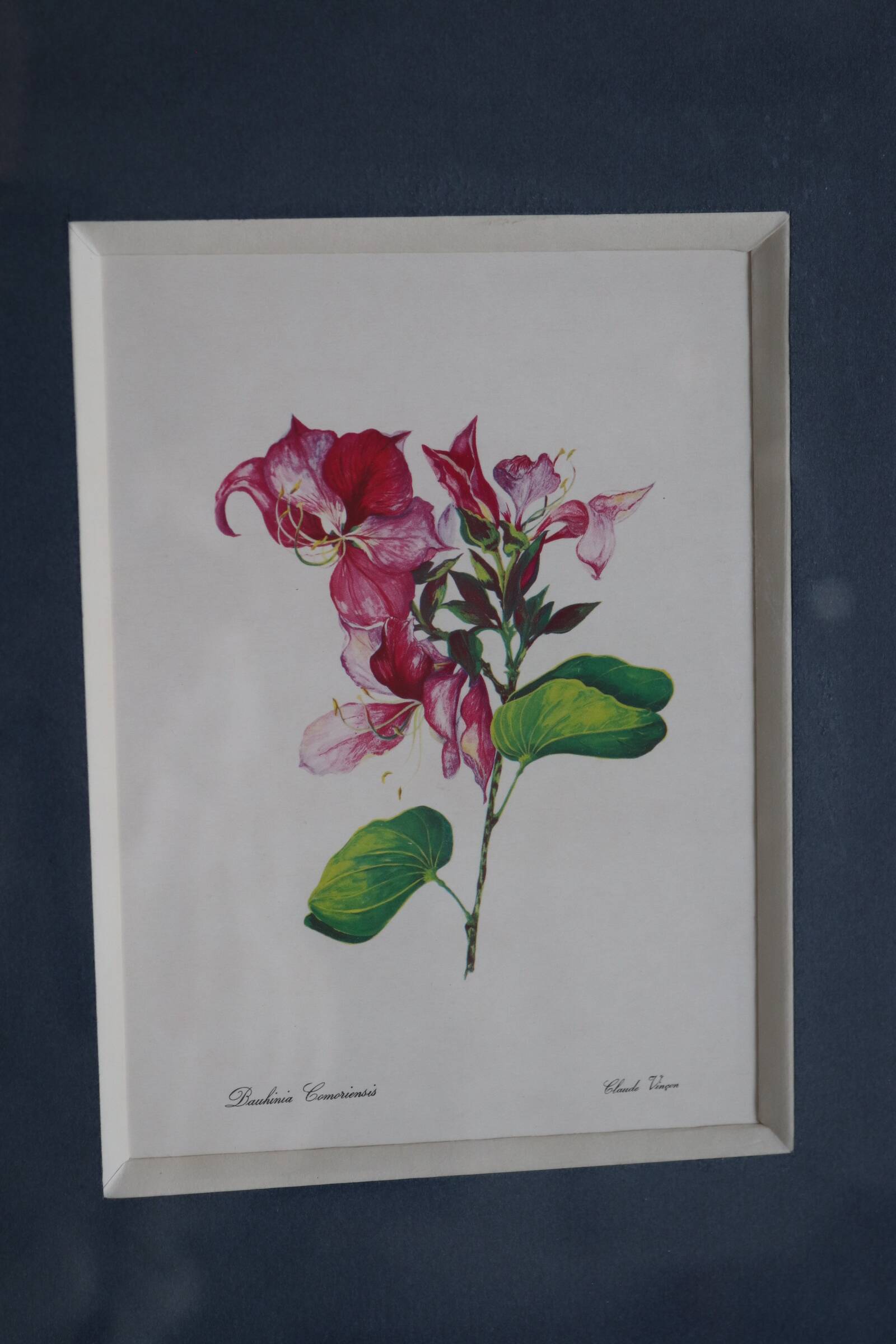 3 botanical illustrations flowers Claude vinçon