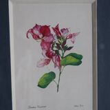 3 illustrations botaniques fleurs Claude vinçon