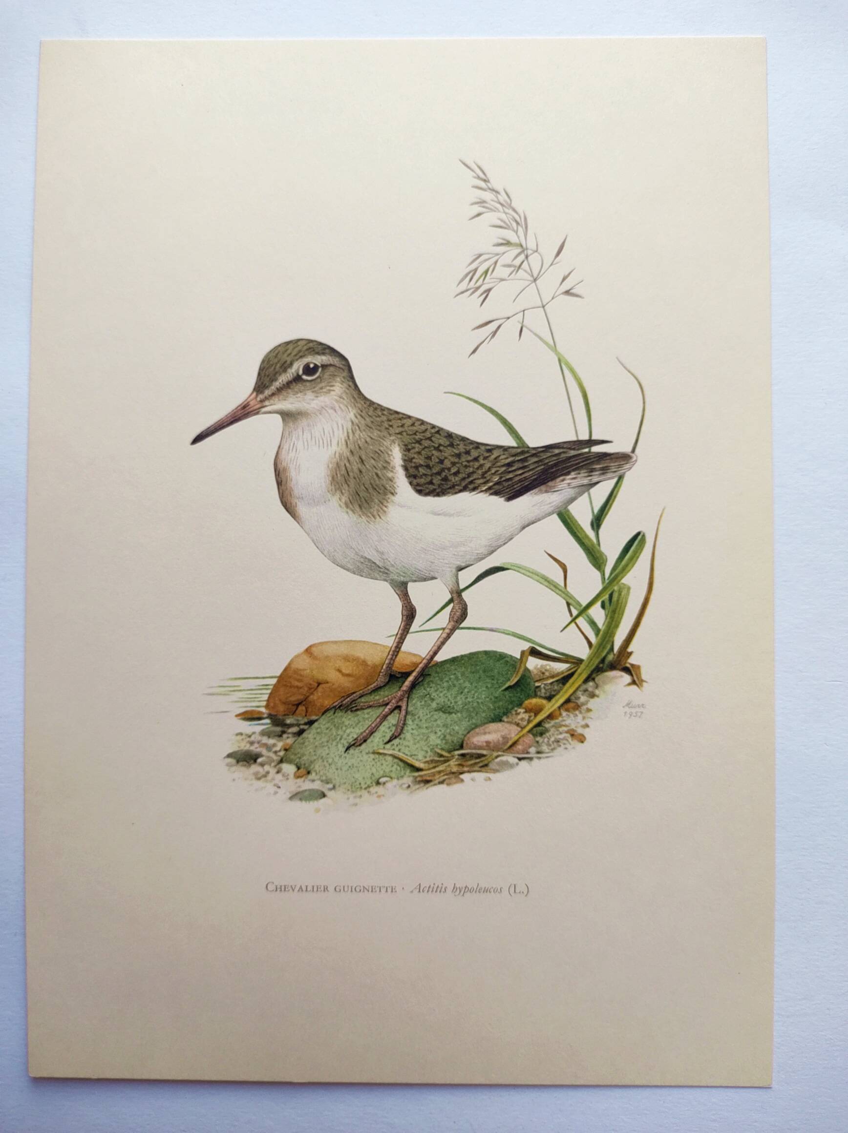 Antique bird illustration from the 1960s - Common Sandpiper - Plate