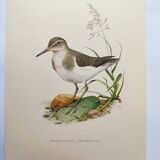 Antique bird illustration from the 1960s - Common Sandpiper - Plate