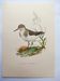Illustration ancienne oiseaux - Chevalier Guignette, années 1960