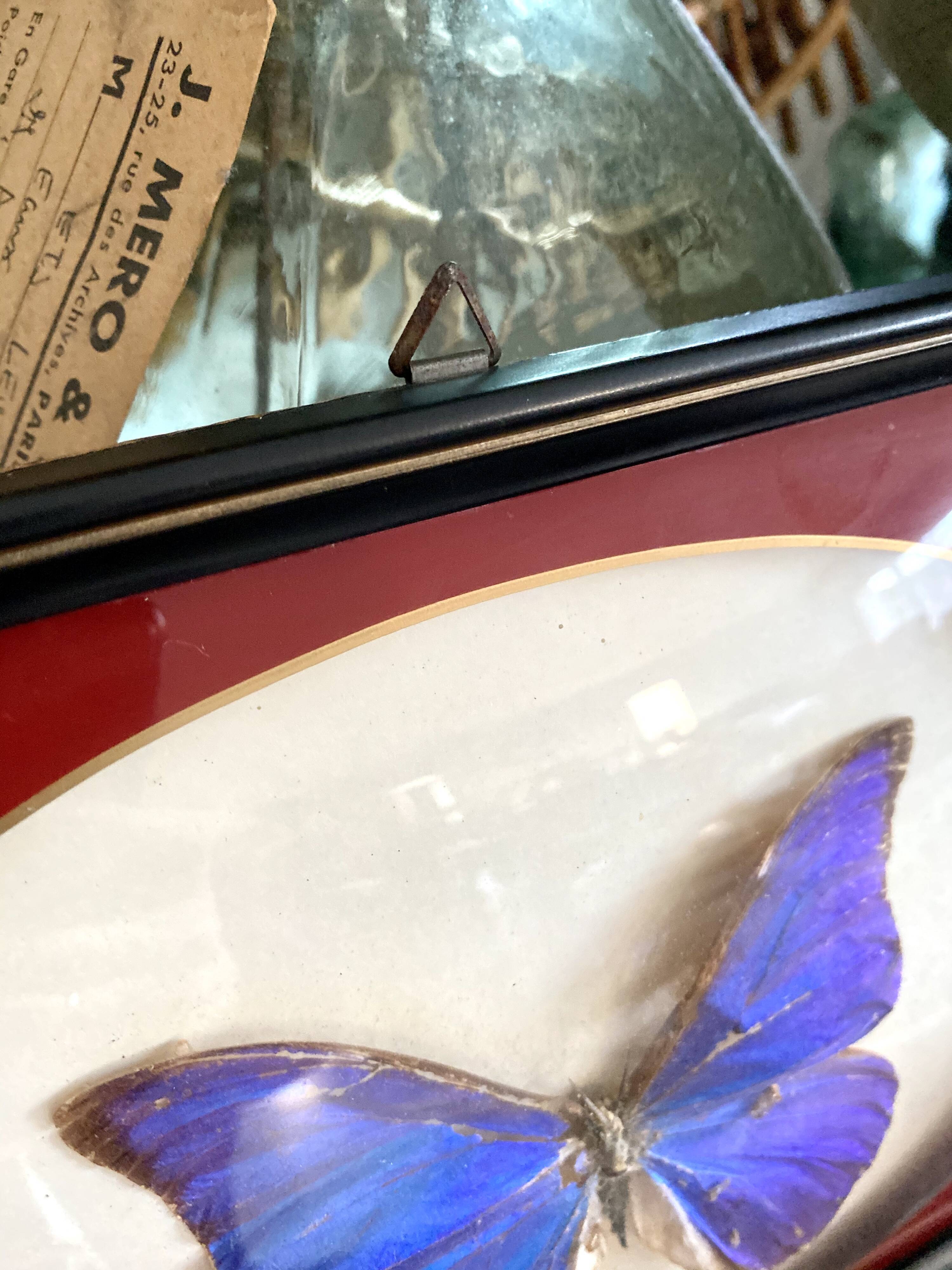 Naturalized butterfly frame