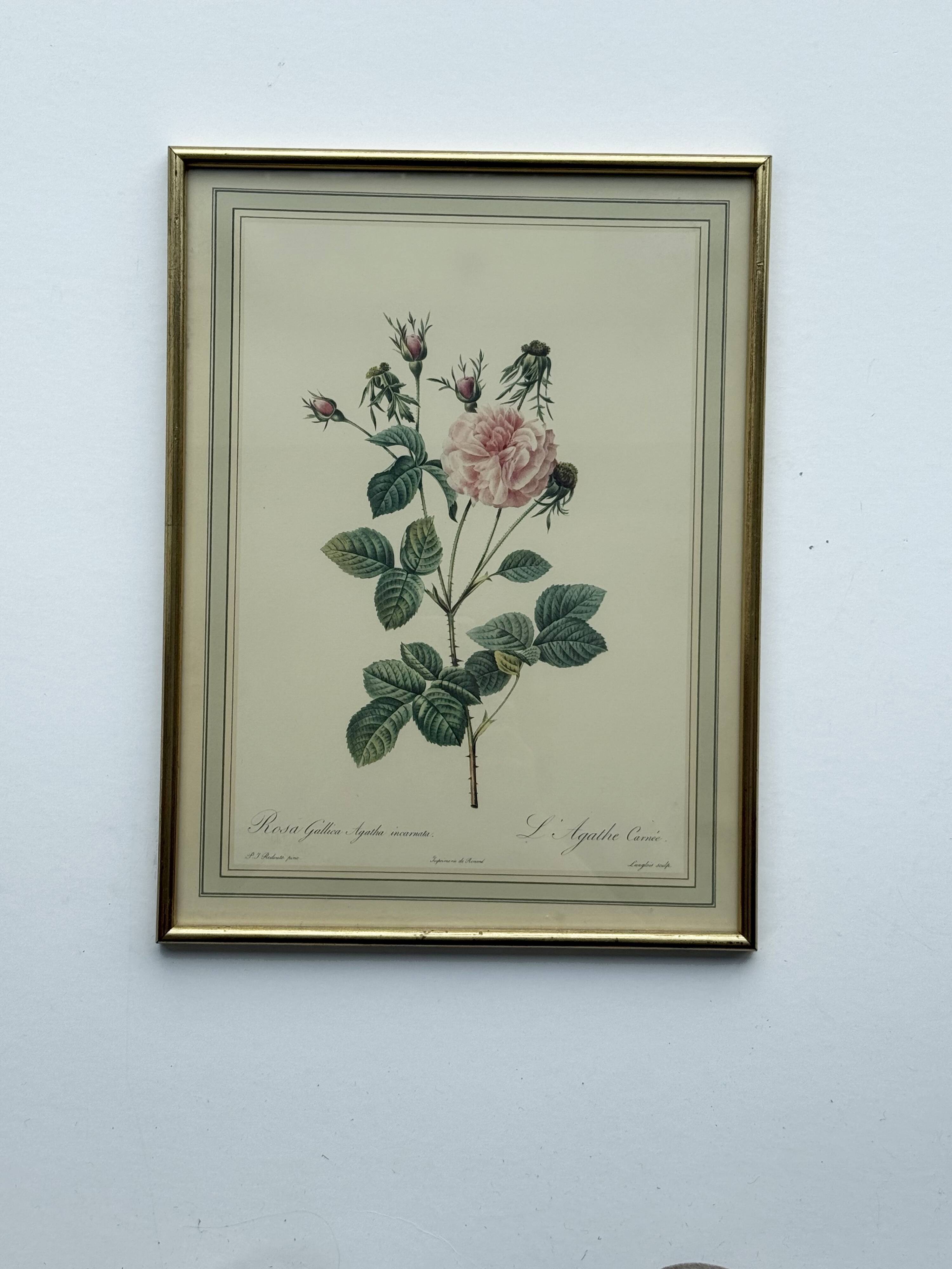 Floral illustration