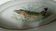 Plate with a porcelain fish from Vierzon sturgeons.