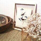 Ornithological setting