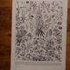 Lithographies originales sur les fleurs