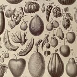Lithograph on the fruits of 1928