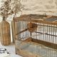 Birdcage