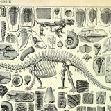 Botanical engraving 1897 A. Millot - Paleontology 1, prehistory