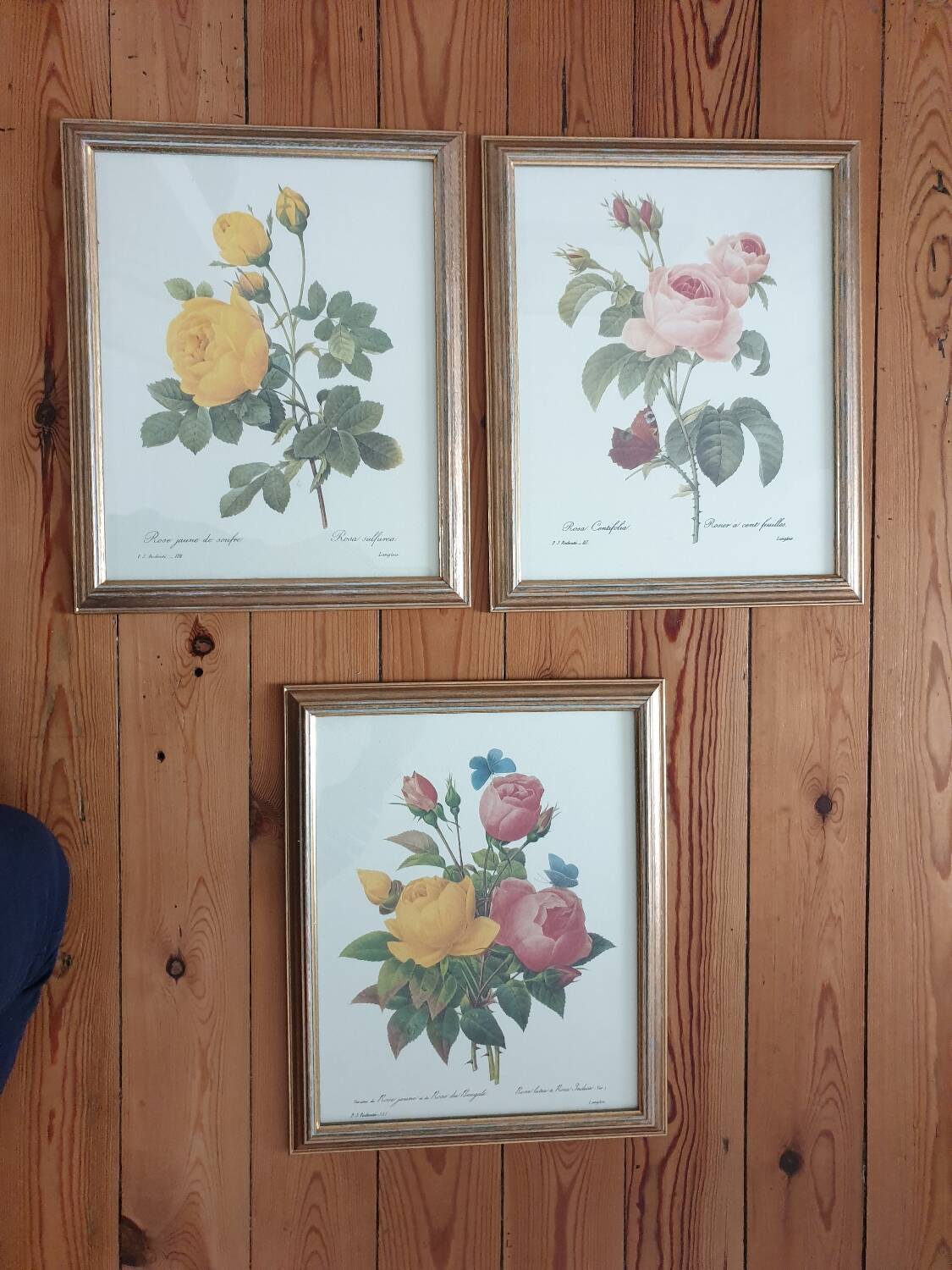 Redouté rose botanical plate framed