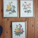 Redouté rose botanical plate framed