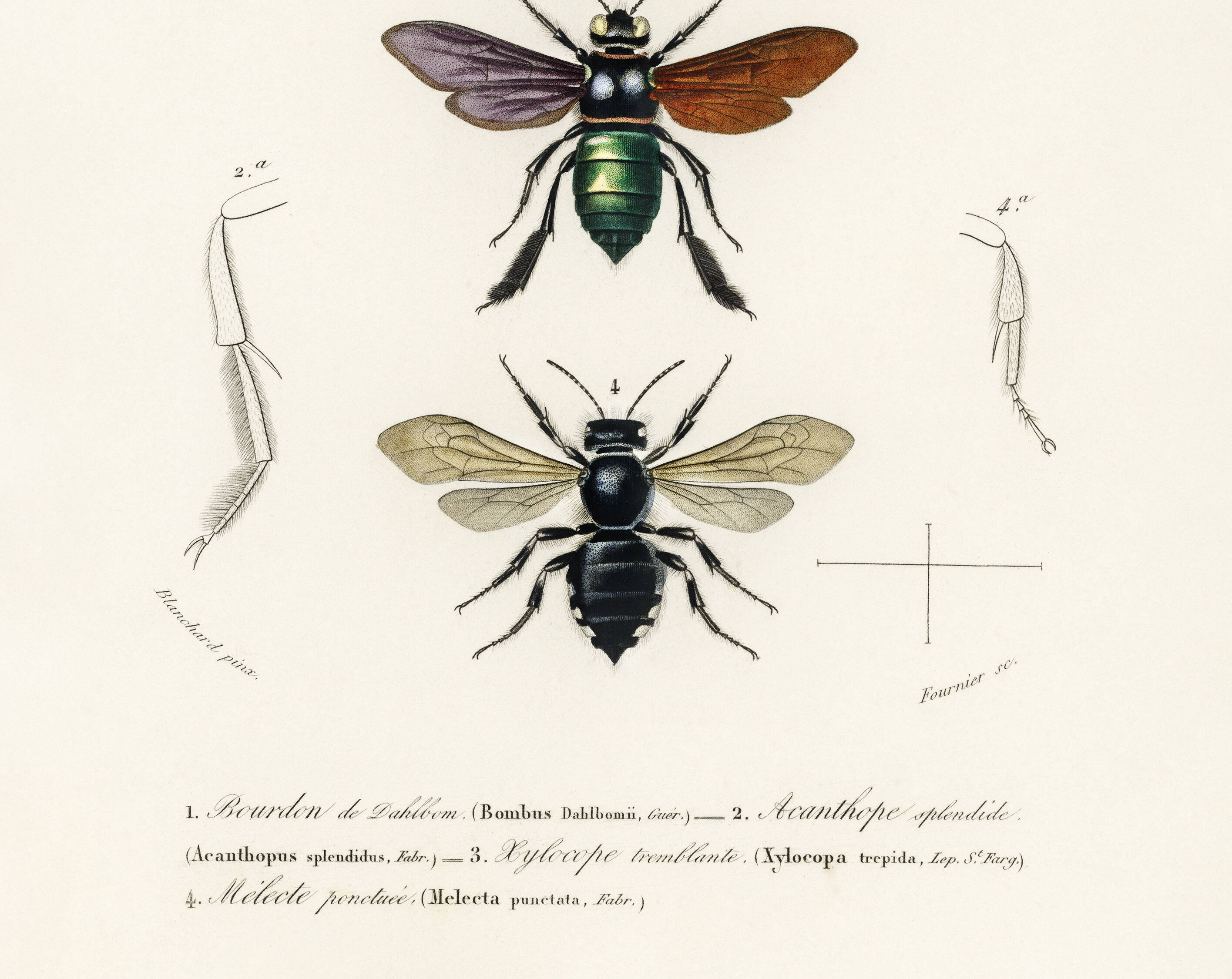 Poster about bees and bumblebees, based on an old engraving from 1849.