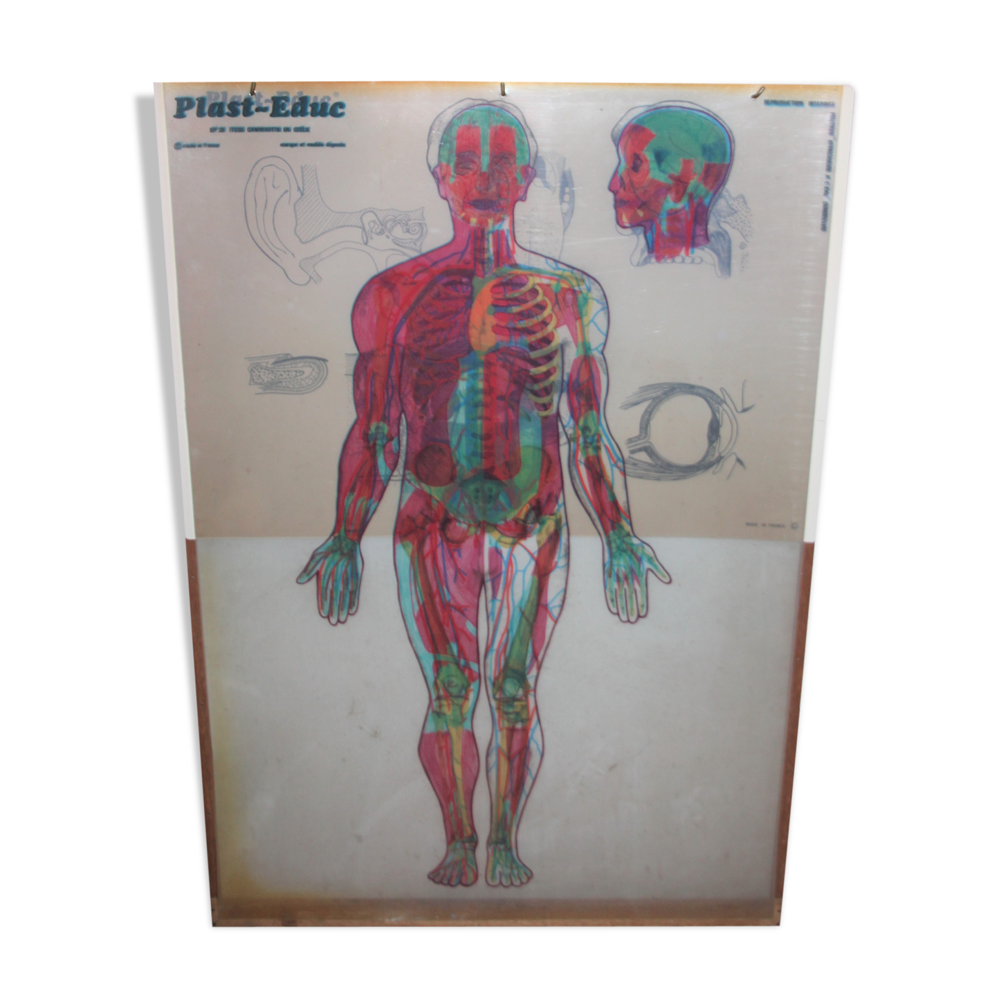 Boards of the human body medicine or school