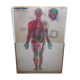 Boards of the human body medicine or school