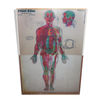 Boards of the human body medicine or school
