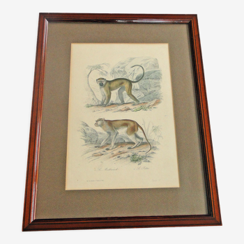Ancienne gravure animalière xixème illustration travies encadrement d’art cabinet de curiosité n° 8