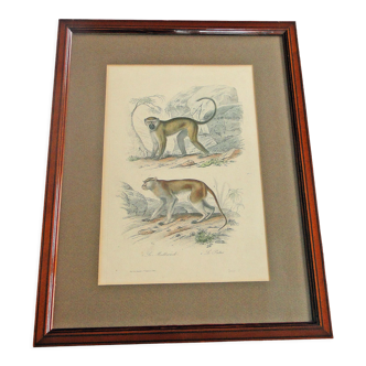 Old animal engraving xixth illustration travies art framing cabinet of curiosities n° 8