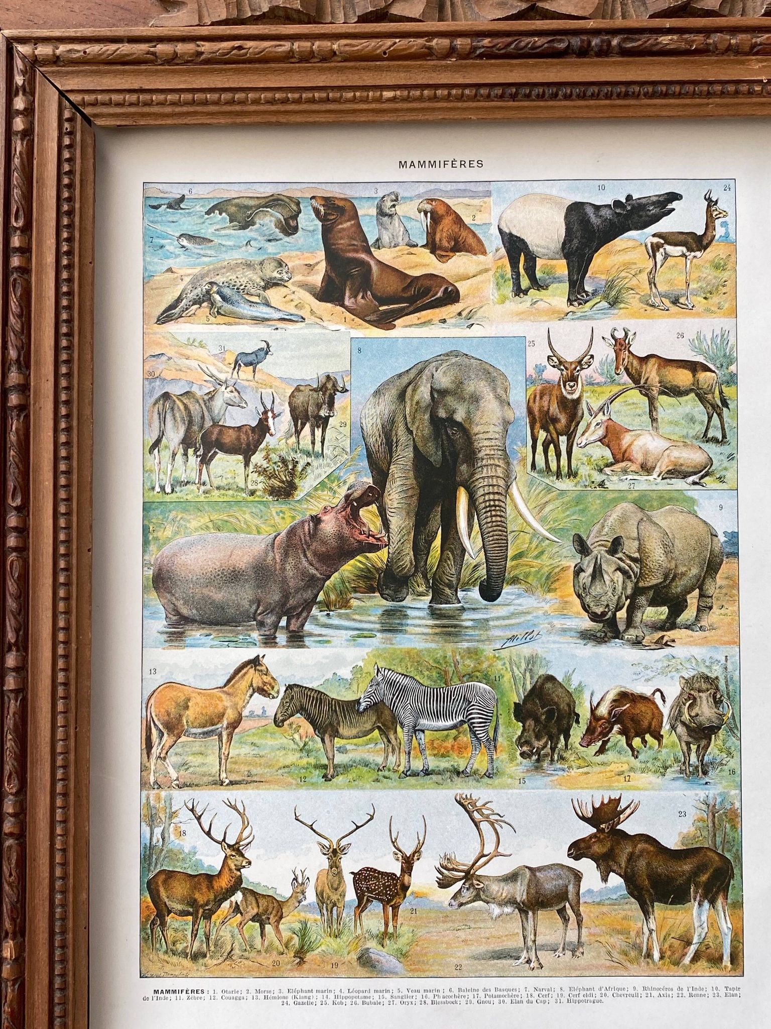 Ancient illustration Millot "Mammals"