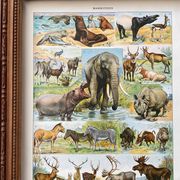 Ancient illustration Millot "Mammals"
