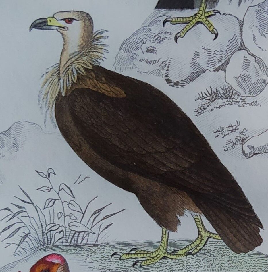 Planche Ornithologique originale " Vautour - Vautour Aigrette - &c.... " Buffon 1836