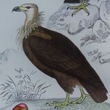 Original Ornithological plate " Vautour - Vautour Aigrette - &c.... " Buffon 1836