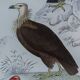 Planche Ornithologique originale " Vautour - Vautour Aigrette - &c.... " Buffon 1836