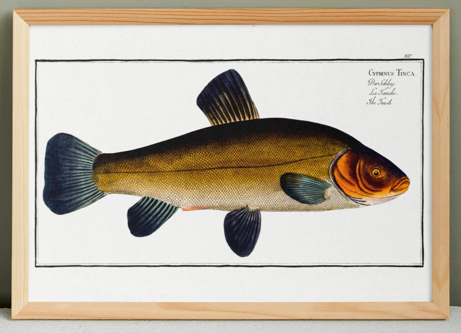 Poster about the golden tench, based on an old engraving from 1746.
