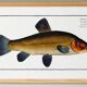 Poster about the golden tench, based on an old engraving from 1746.