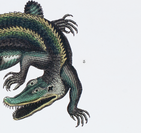 Lithography engraving vintage fantastic animals - Buffon 1835