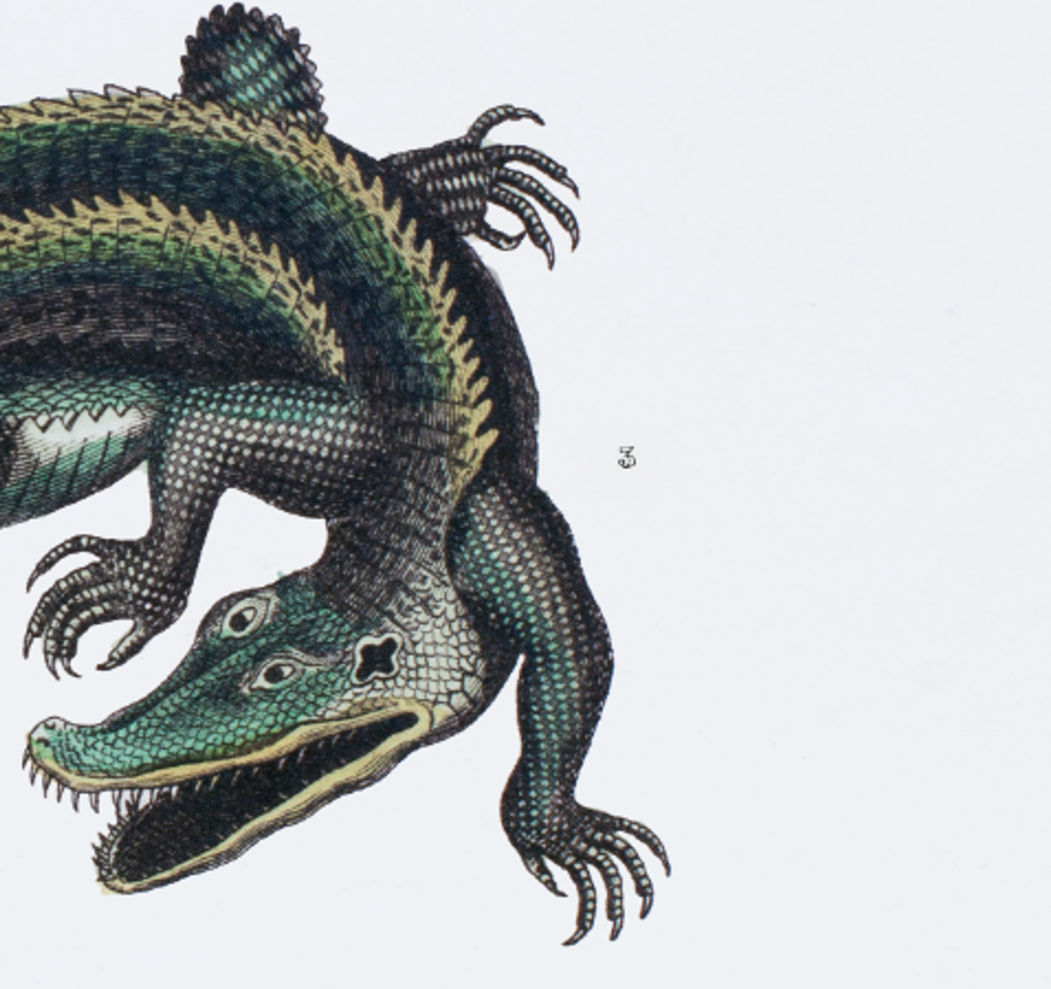 Lithography engraving vintage fantastic animals - Buffon 1835