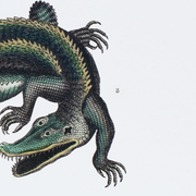 Lithography engraving vintage fantastic animals - Buffon 1835