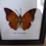 Naturalized butterfly frame