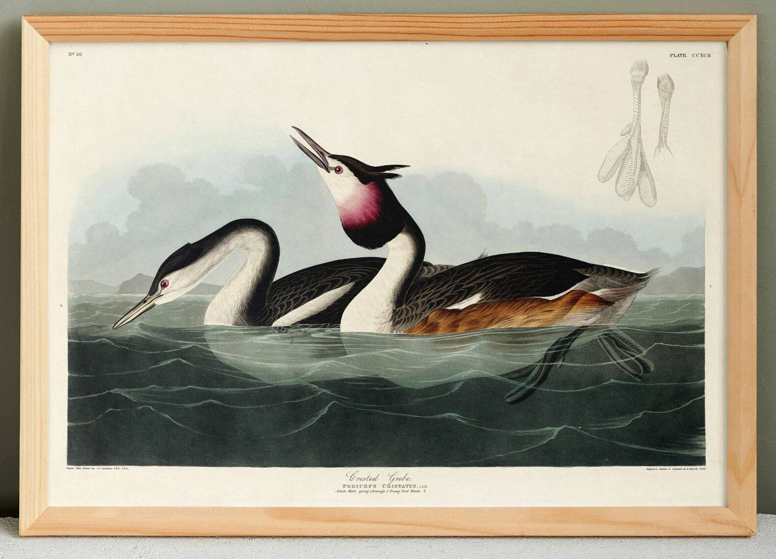 Poster about the Great Crested Grebe, based on an old engraving from 1827.