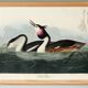 Poster about the Great Crested Grebe, based on an old engraving from 1827.